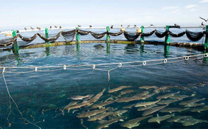 Aquaculture au Sénégal : le ministère de la Pêche met en avant les opportunités d'investissement