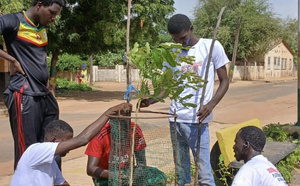 Touba : les jeunes de Kiiraay plantent 150 arbres dans les écoles et espaces publics
