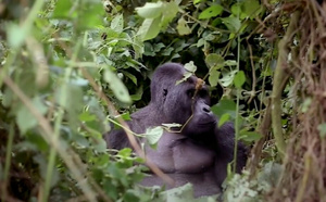 RDC : le parc de Kahuzi-Biega et ses gorilles menacés par la guerre et le braconnage