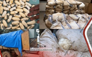 Kédougou : la brigade mobile des Douanes saisit de la cocaïne et une importante quantité de cyanure
