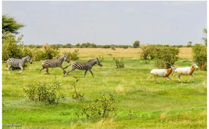 Podor : la réserve d'Amboura abrite girafes, zèbres et oryx en liberté
