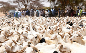 Tabaski 2026 : le ministre de l'Elevage annonce un objectif de 900 000 moutons largement dépassé