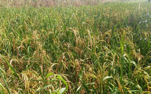 Kaolack : le riz pluvial gagne du terrain dans le bassin arachidier