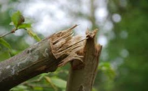 Un homme retire un gros bout de bois de la jambe de son ami... AÏE !