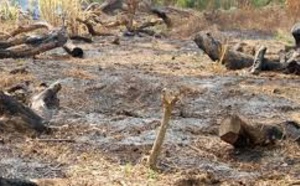 La coupe abusive de bois n’est pas l’apanage de la Casamance Monsieur le Président de la République... - Par Demba Sow