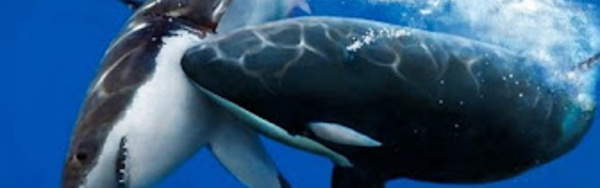 Les plus redoutables prédateurs du monde sous-marin - Documentaire animalier