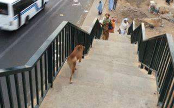 Sénégal: Les gens traversent l'autoroute, un chien emprunte la passerelle: la photo qui fait le buzz