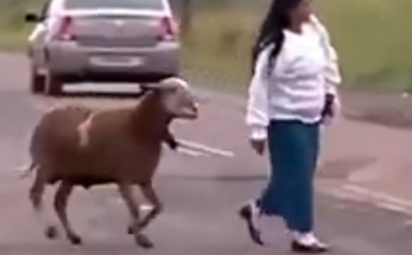 Vidéo: un bélier bagarreur