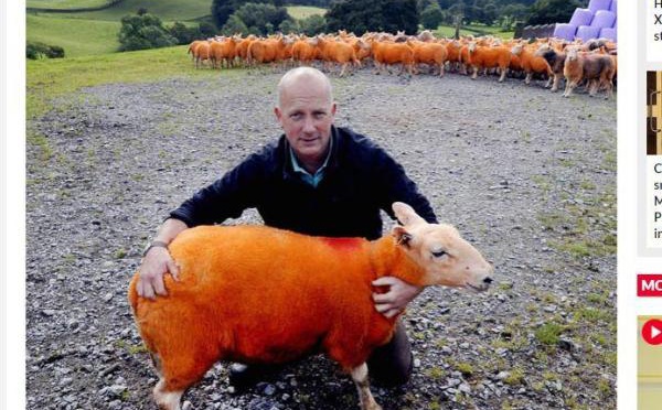 Il teint ses 800 moutons en orange… pour éviter qu'on les vole