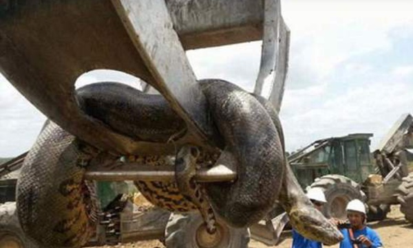 Un gigantesque anaconda découvert sur un chantier au Brésil