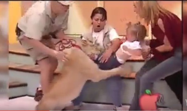  Une lionne attaque violemment une fillette en direct à la télévision ! Terrifiant !!