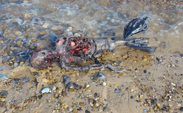 Insolite : Une créature bizarre au bord de la mer..