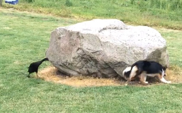 Vidéo: une poursuite entre un chien et un canard, regardez!!!