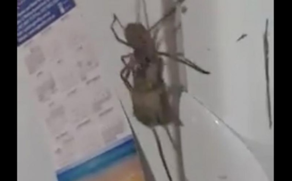 Vidéo : une araignée géante transporte une souris, regardez!!