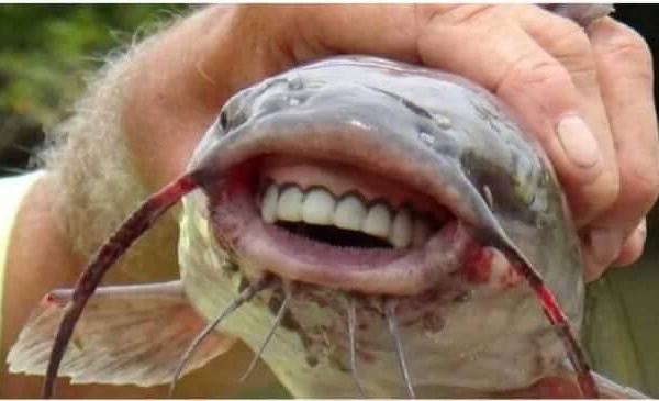 (images): incroyable mais vrai, un poisson avec une dentition humaine