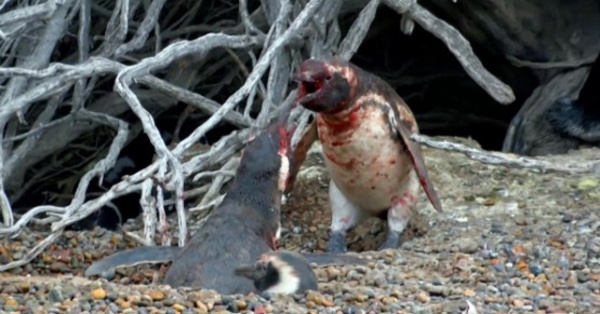 Insolite: Quand un pingouin surprend sa femelle avec un autre mâle (Regardez)