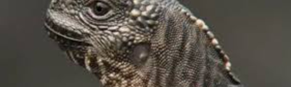 Vidéo : une scène de poursuite digne d’un cinéma hollywoodien entre un iguane et des serpents provoque l’émoi. Regardez...