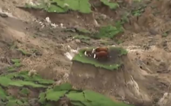 Séisme en Nouvelle-Zélande : trois vaches échappent miraculeusement à un glissement de terrain