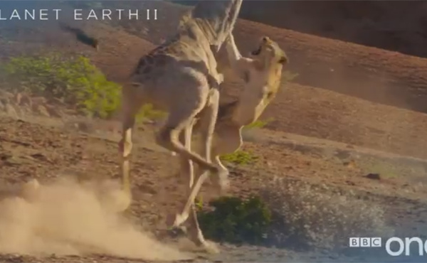 Vidéo: une girafe contre l’attaque d’une lionne et devient une star du web, regardez!!
