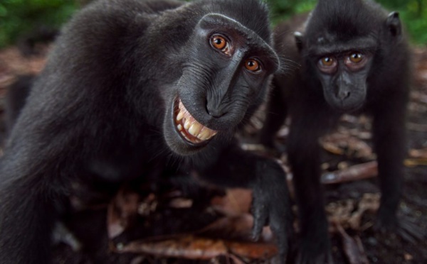 Insolite : Des singes qui sourient comme des humains, regardez...