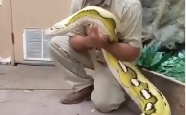 Vidéo: regardez cet homme et son énorme serpent, âme sensible abstenez-vous!!!