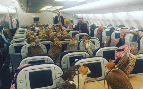 Un prince saoudien paie des billets d'avion à ses faucons