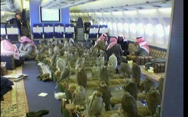 Insolite: Un prince saoudien paie des billets d'avion pour ses 80 faucons, autorisés à embarquer