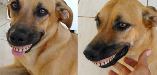 Ce chien n'arrête plus de sourire après avoir trouvé un dentier dans le jardin