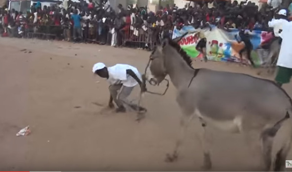 Vidéo- Un jeune ânier passe un mauvais quart d’heure et se fâche contre sa monture (Mourir de rire)