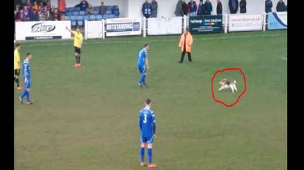 Angleterre: un chien interrompt un match de football pendant plusieurs minutes (VIDÉO)