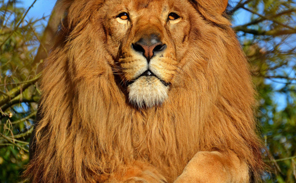 Un Gang de lions au Serengeti  (Documentaire animalier)