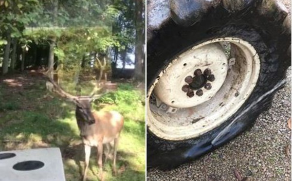Insolite: un cerf attaque et crève le pneu d’un tracteur (vidéo)