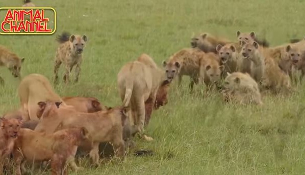 Insolite: Compilations attaque Lions contre Hyènes, impressionnant