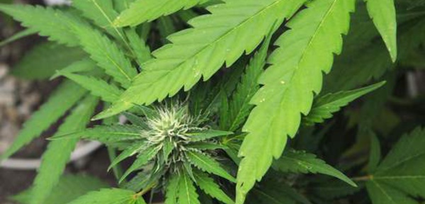 Belgique: Condamnés pour avoir volé une récolte de cannabis