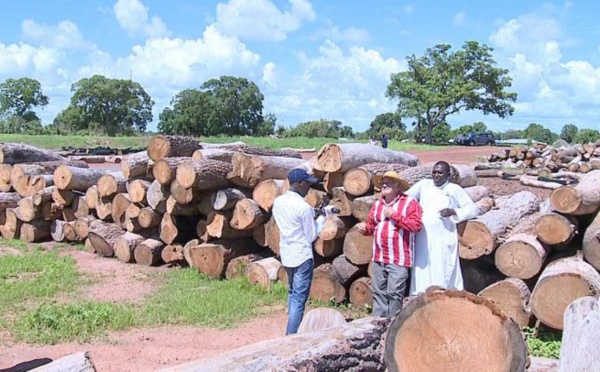 VIDEO - Coupe de bois en Casamance: un film pour tout comprendre sur cette pratique