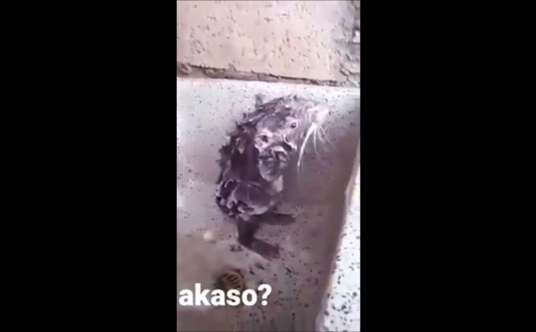 Ce rat qui se lave comme un humain dans un évier, fait des millions de vues en 24h