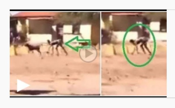 Vidéo: un être mi-humain, mi-chien repéré dans une localité du pays – Regardez !
