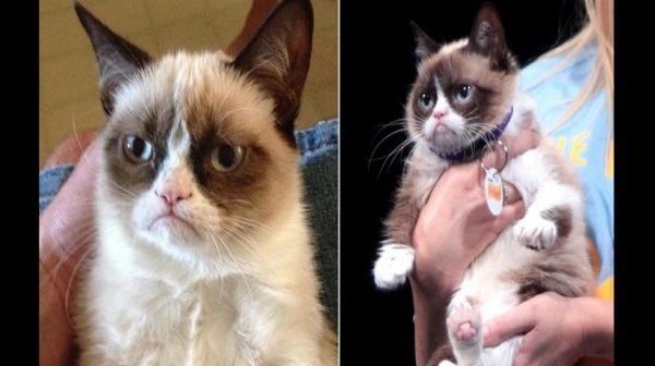 USA/Insolite: Un chat gagne 710 000 $ pour violation de droist d’auteur (Photos)