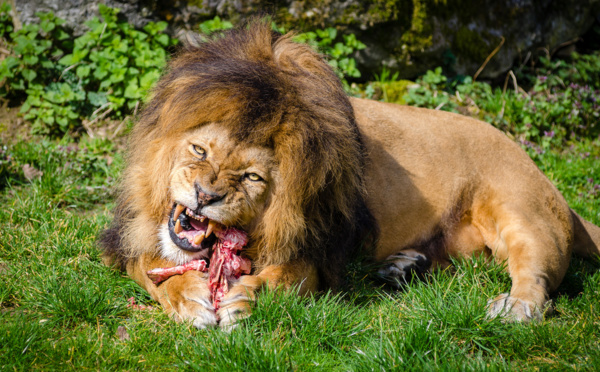 Un braconnier présumé dévoré par des lions en Afrique du Sud