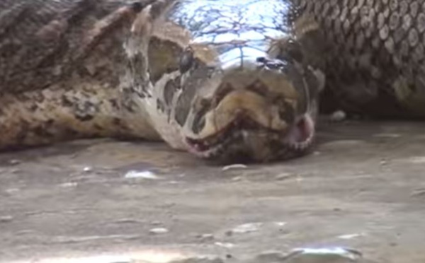 Insolite : A Thiès, un homme aux serpents défraie la chronique