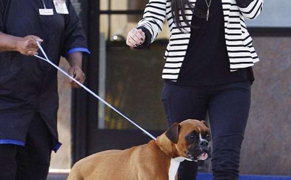 Kim Kardashian dépense 10 000 dollars pour ajouter des... faux testicules à son chien