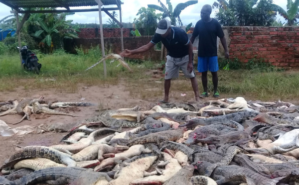 Indonésie : une foule en colère massacre près de 300 crocodiles