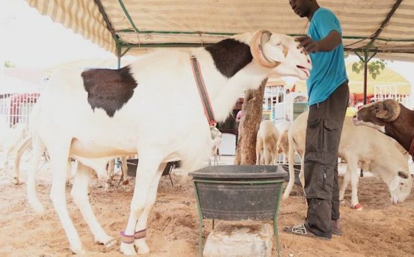 Il refuse de vendre son mouton "ladoum" à 52 millions FCFA