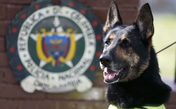 Colombie: Une chienne renifleuse de drogue menacée de mort...