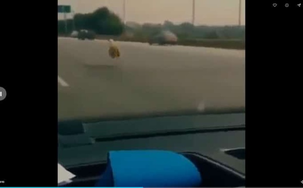 Vidéo insolite : Son mouton s’échappe, il le poursuit entre les voitures sur l’autoroute