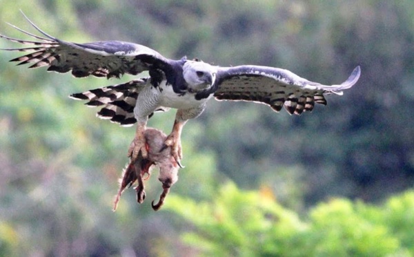 Cet oiseau tue et mange des singes - ZAPPING SAUVAGE