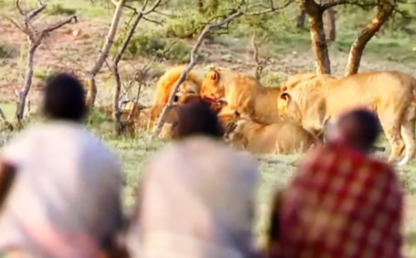 Ils volent le repas de 15 lions affamés ! - ZAPPING NOMADE