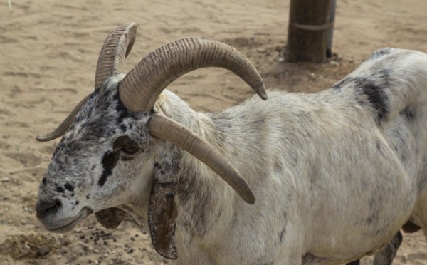 Tout sur ce mouton à quatre cornes croisé sur la Vdn