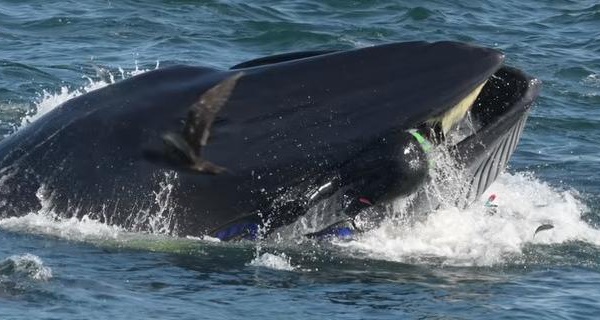 VIDEO - Afrique du Sud : une baleine avale un plongeur avant de le recracher vivant