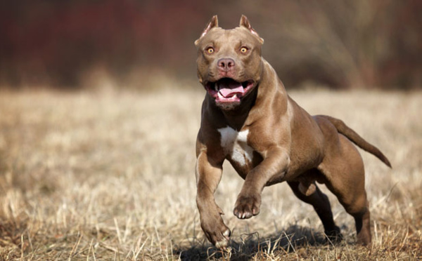 Insolite : Un pitbull idiot attaque un cheval et en paye le prix fort, regardez